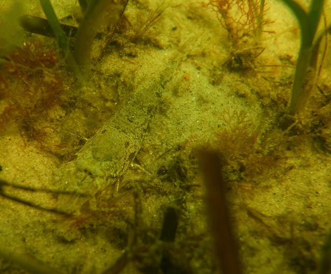 Many species of crustaceans take refuge is seagrass beds, like this well camouflaged shrimp.