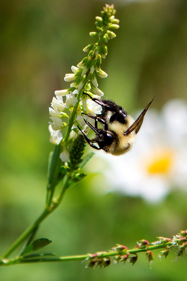 a bumblebee perched on a plant with many white flowers
