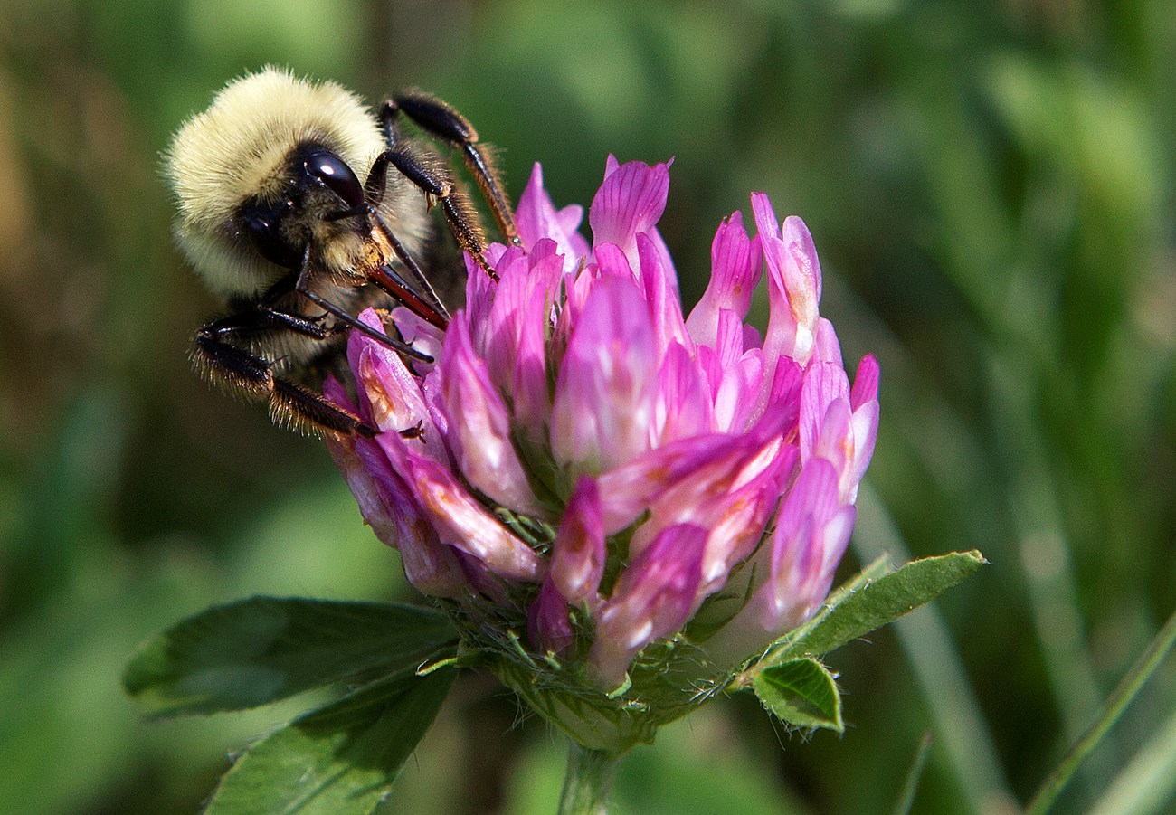 a bumble bee landed on a purple flower