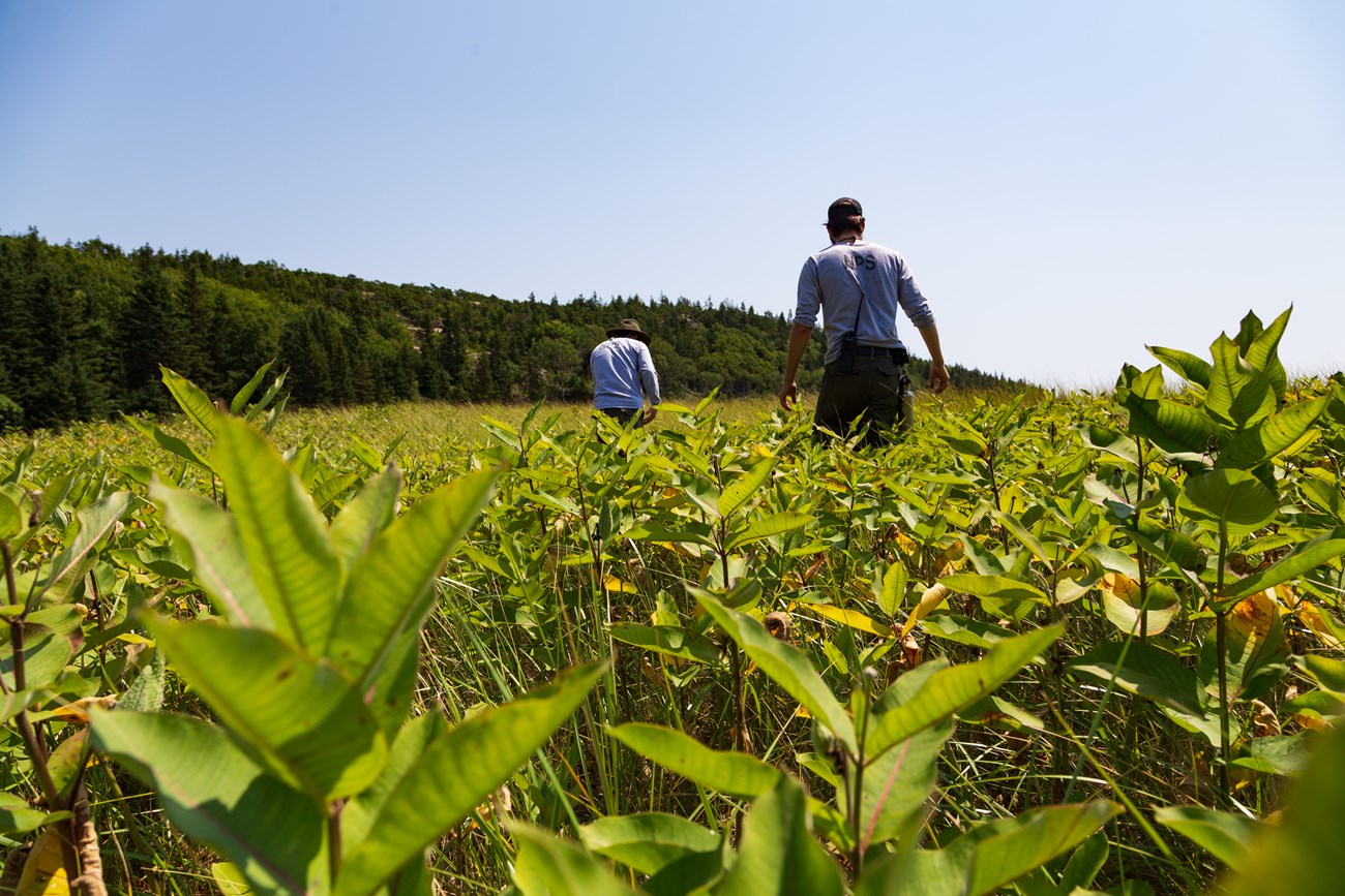Restoring wetland plants two rangers walking through wetland full of plants