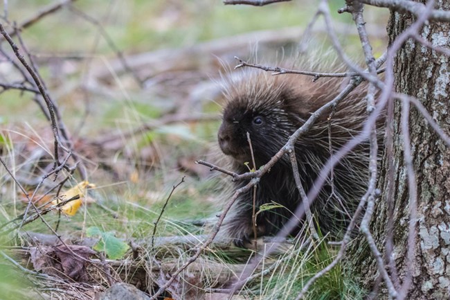 Porcupine hides behind tree brush