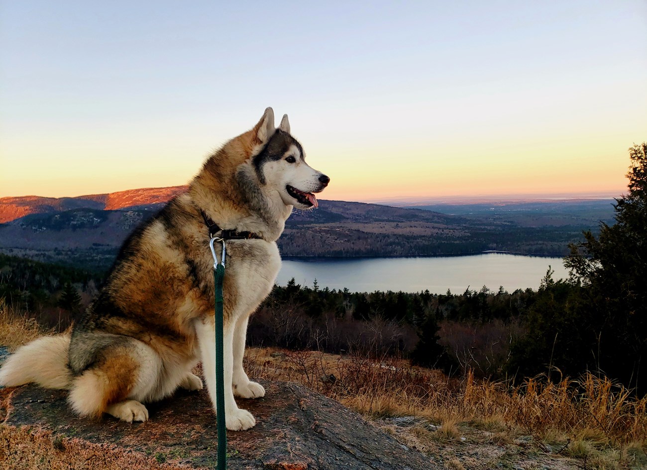Husky dog in foreground with early morning light on mountain in background