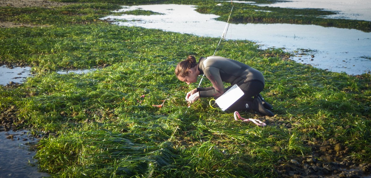 A biologist kneels on the ground and inspects an eelgrass bed while monitoring the population.