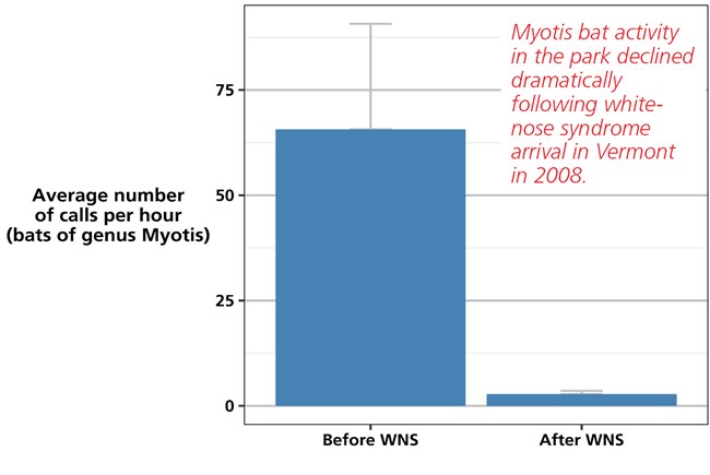 Bar chart showing Myotis bat species activity based on the number of recorded bat calls in the park both before and after white-nose syndrome's introduction. Bar chart showing Myotis bat species activity based on the number of recorded bat calls in the park both before and after white-nose syndrome's introduction.