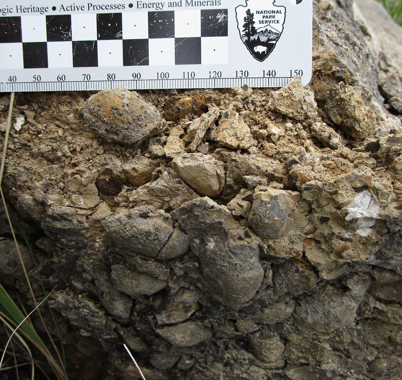 photo of bivalve block