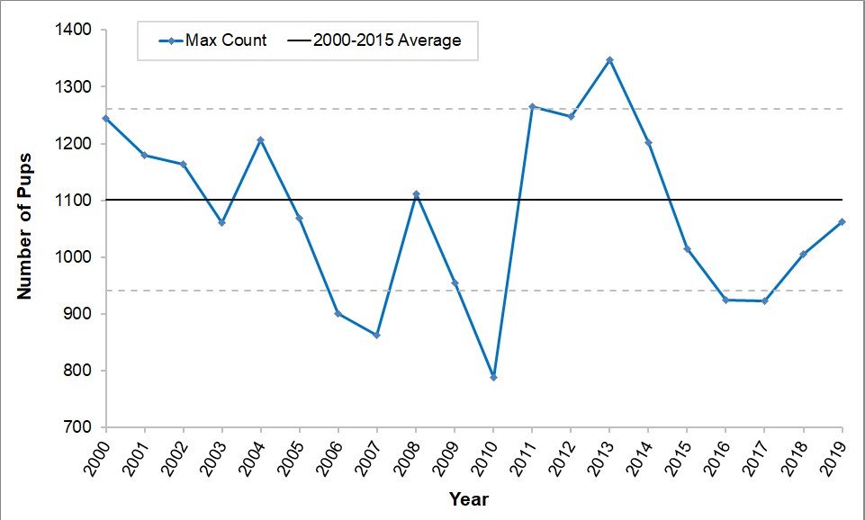 2019 annual maximum pup counts Line graph showing that pup counts have remained fairly steady between one standard deviation around the mean. The lowest count was in 2010, the highest count was in 2013, and this year's count is right around the mean.