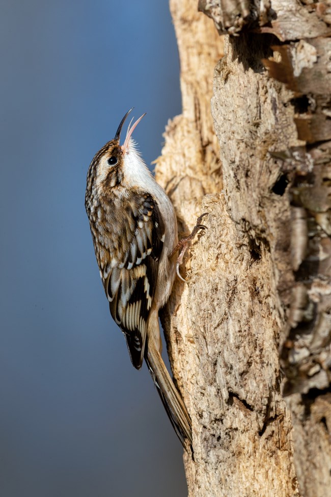 a creeper climbs a dead tree vertically with a blue sky in the background