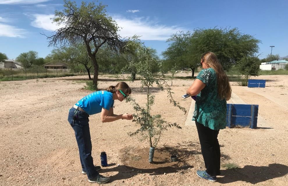 20190417 Tucson ParkRx Final 4 Bolyard (left) and Seeton (right) check on the growth of a mesquite tree that was planted on National ParkRx Day in April 2018 in El Pueblo Neighborhood Park. Photo courtesy of Kendra Barat, National Park Service.