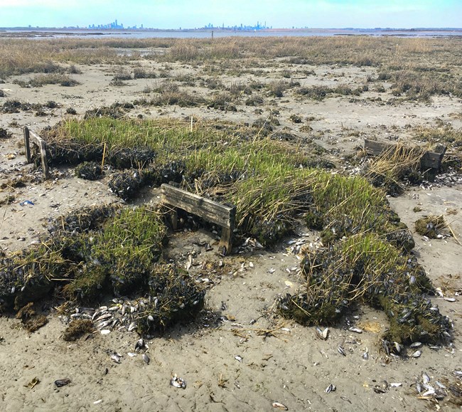 clumps of grass separated by sand indicating damage to a salt marsh