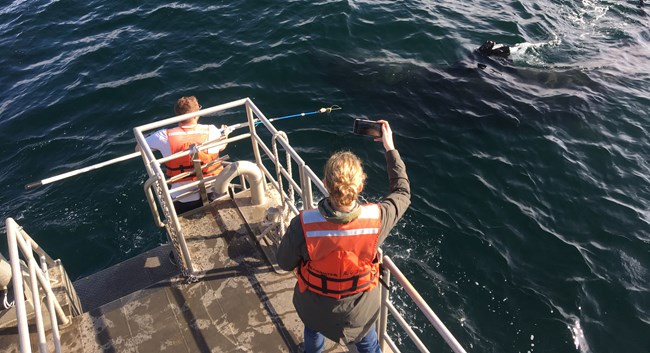 Person in a life vest holding a pole with a tag on the end out over the water in the direction of a large shark.