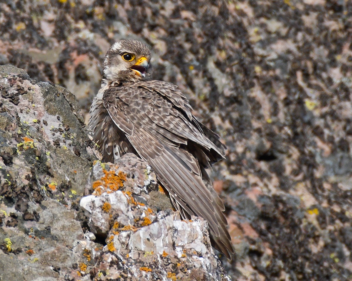 Adult male prairie falcon Bird perched on a lichen-covered rocky outcropping, blending in remarkably well with its surroundings