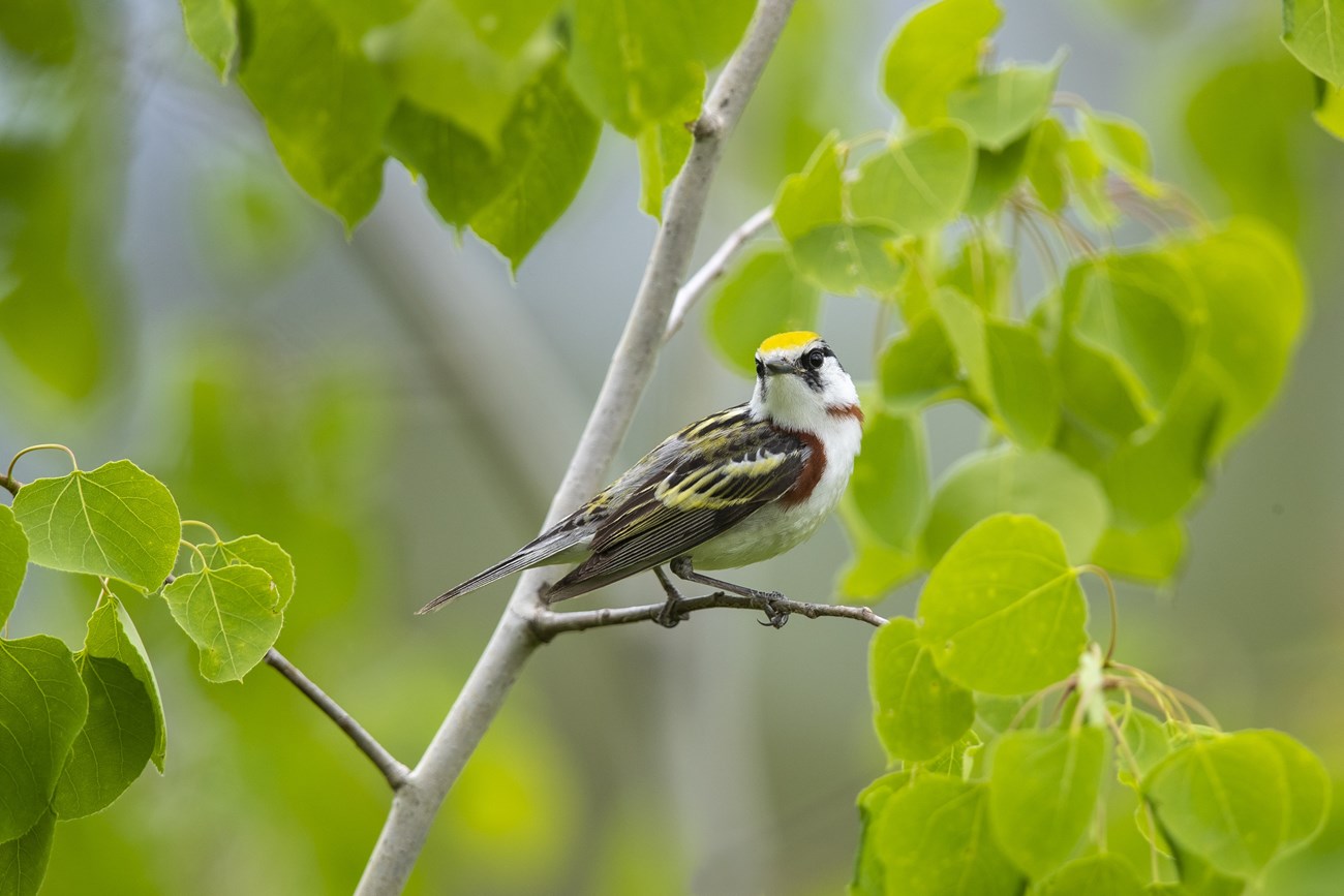 Chestnut-sided warbler