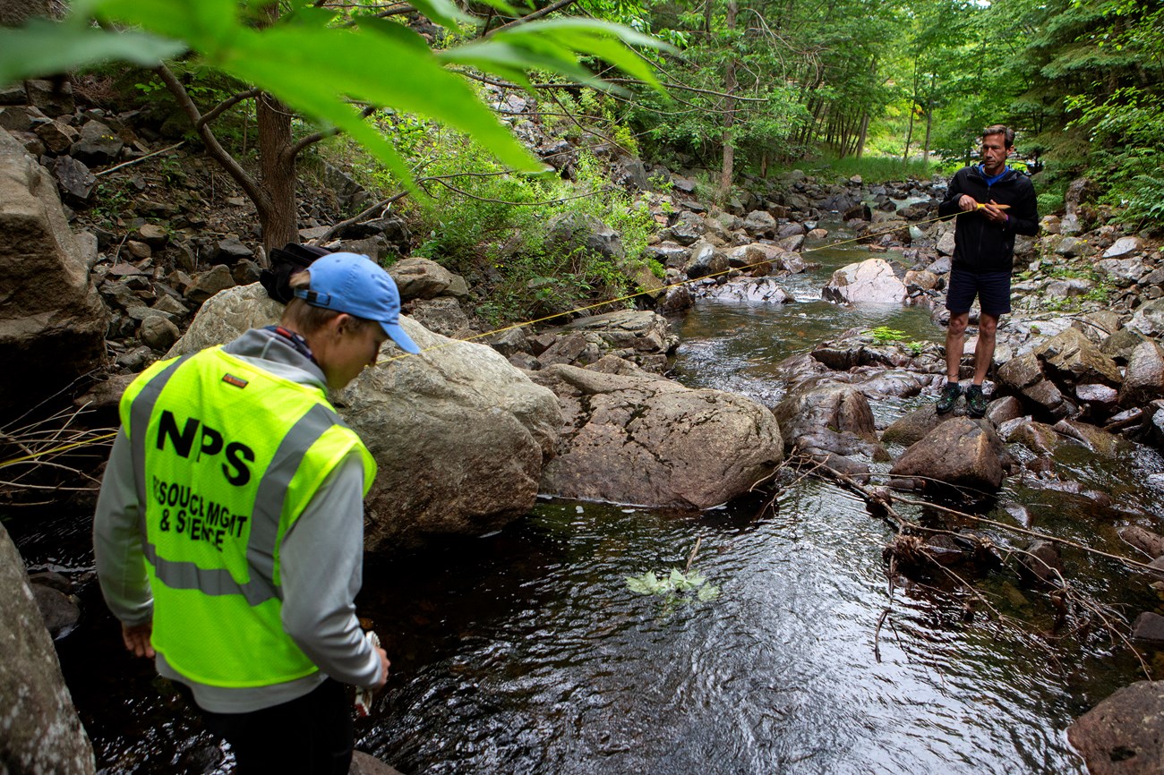 WildAcadia Stream Measruement park researcher in a yellow science and research vest holding a string between another person standing in the stream.