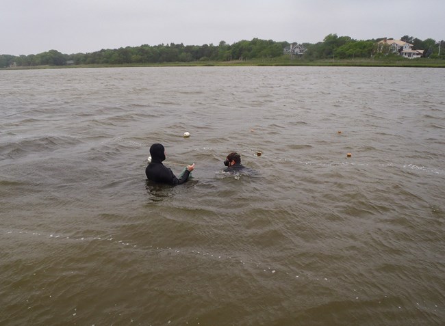 Collecting seagrass data at Fire Island National Seashore in murky water