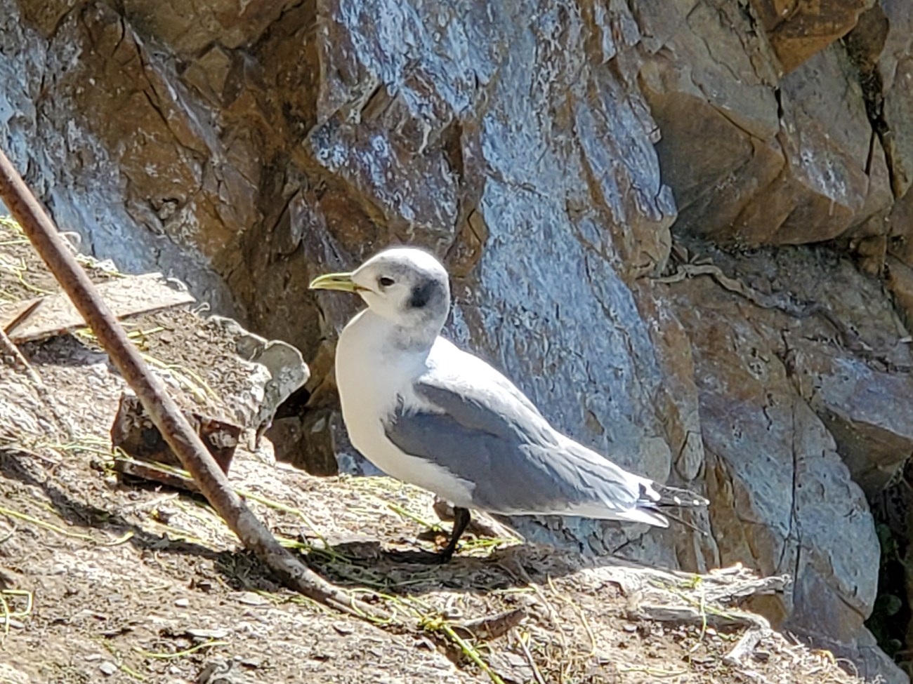 Slender gull with a yellow bill and black legs