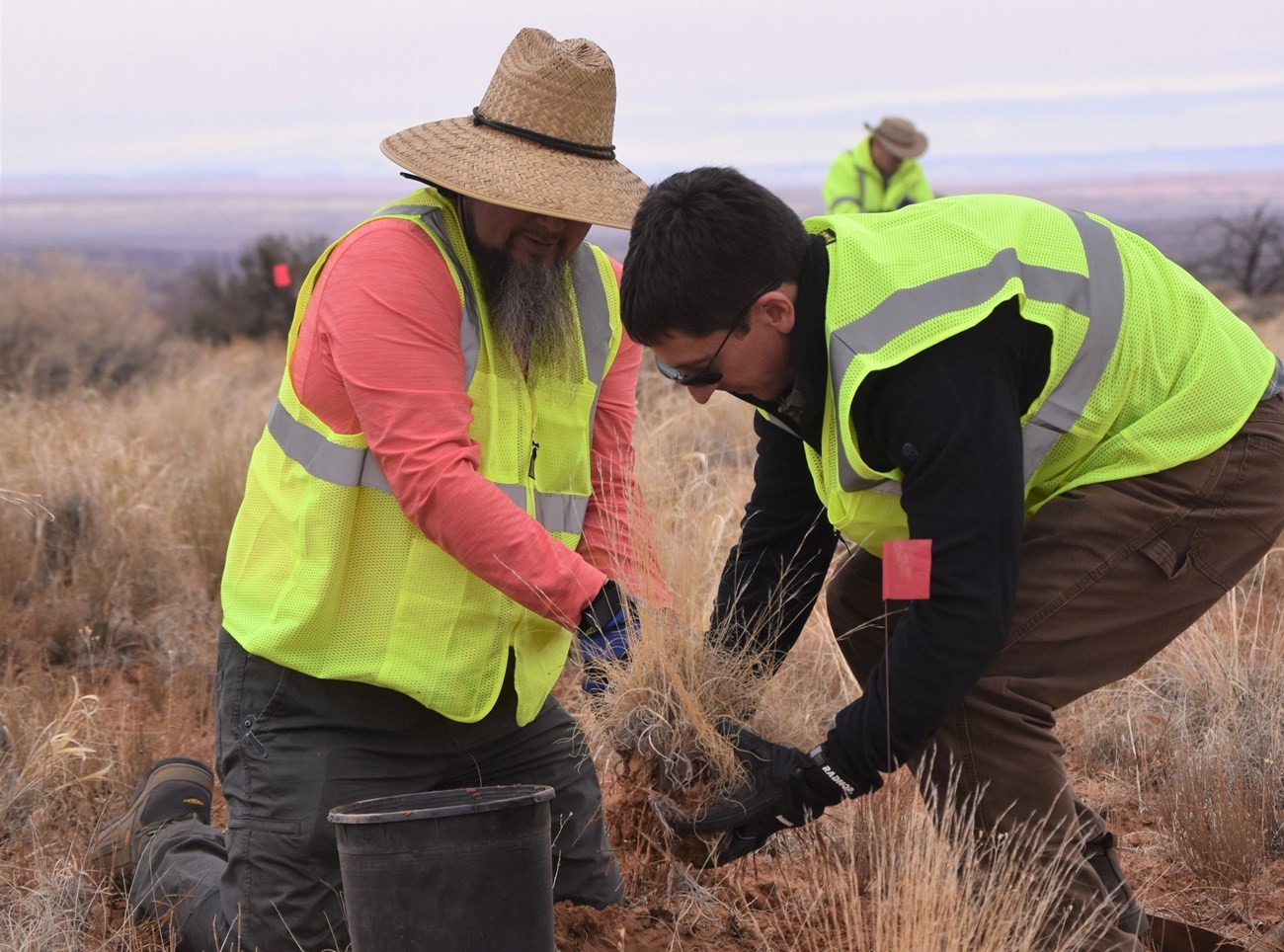 two men in neon vests lift a bunchgrass for transplanting