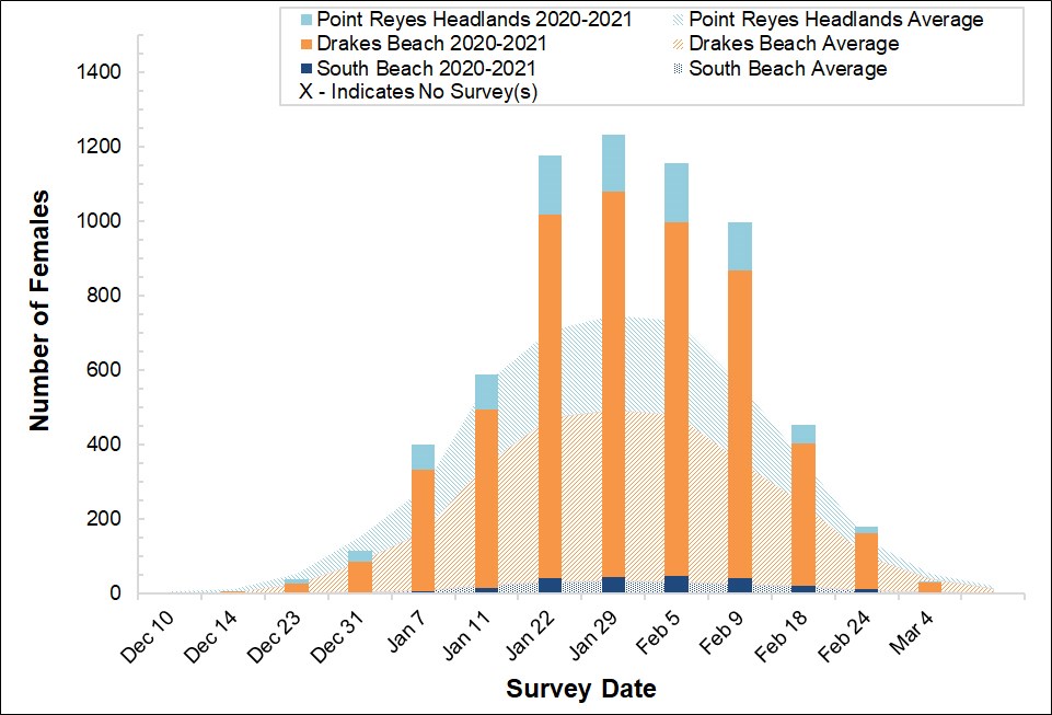 2020-2021 Female Elephant Seal Counts Stacked bar graph of female elephant seal counts at three colonies in Point Reyes in 2020-2021 by survey date, overlayed on a stacked area graph showing the average number of females surveyed at the colonies between 2005 and 2017.
