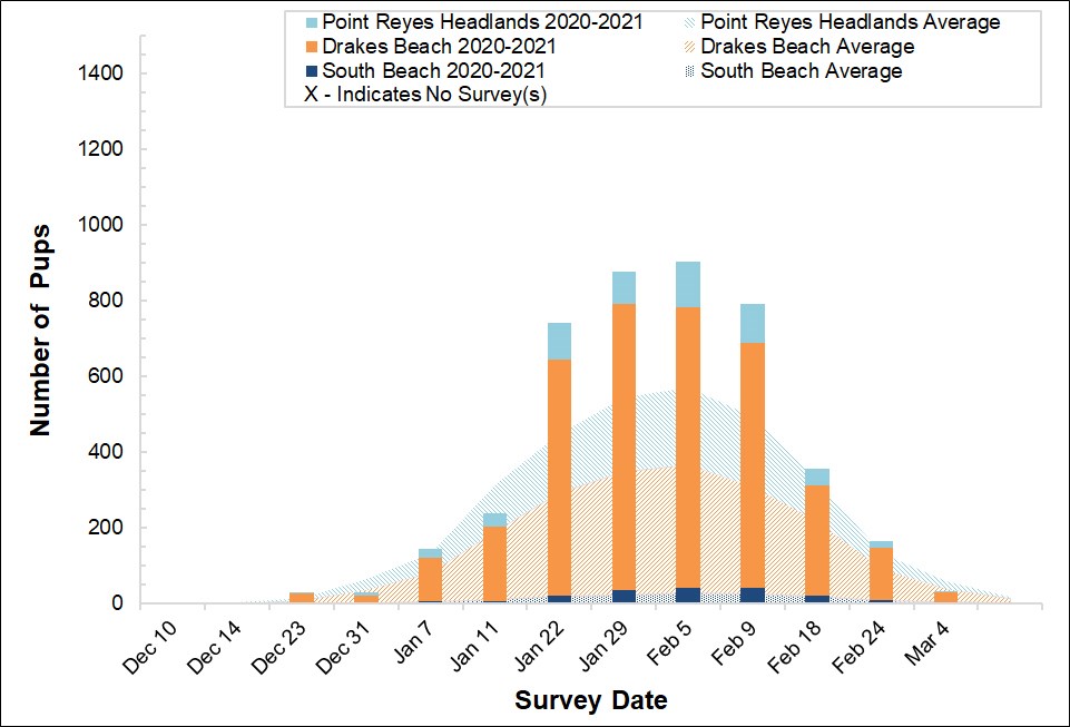 2020-2021 Elephant Seal Pup Count Stacked bar graph of the number of elephant seal pups counted at three colonies in Point Reyes in 2020-2021 by survey date, overlayed on a stacked area graph showing the average number of pups counted at the colonies between 2005 and 2017.
