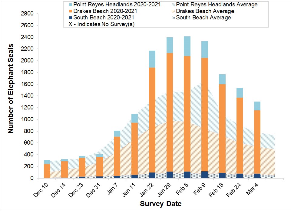 2020-2021 Total Elephant Seal Counts Stacked bar graph of the total number of elephant seals surveyed at three locations in Point Reyes National Seashore by survey date, overlayed on a stacked area graph showing the average number of seals surveyed at the same sites between 2005 and 2017.