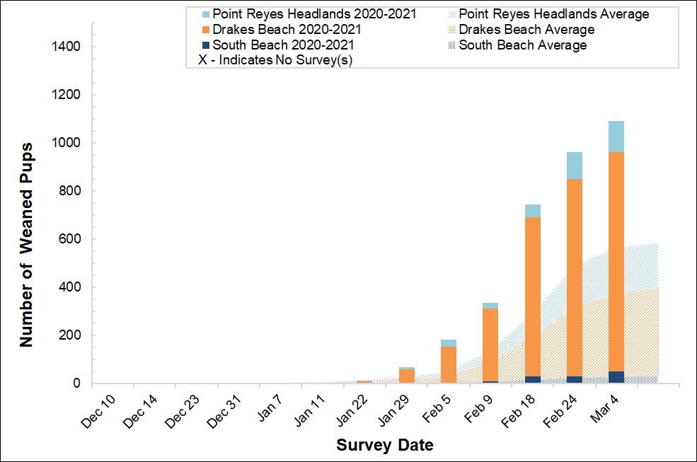 Elephant Seal Weaned Pups Winter 2020-2021 Number of elephant seal weaned pups counted at the three breeding colonies in Point Reyes this winter compared to the average number of weaned pups surveyed at those colonies between 2005 and 2017.