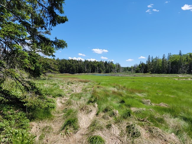 spruce trees on the edge of a marsh