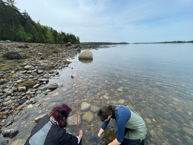 two researchers search for sea stars among rocky ground in shallow water
