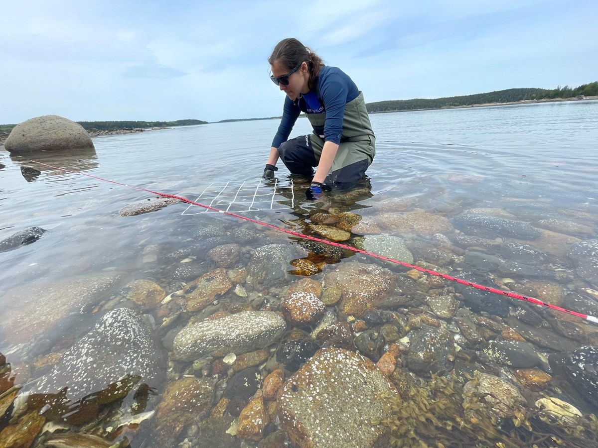 researcher searches for sea star in shallow water along the coast