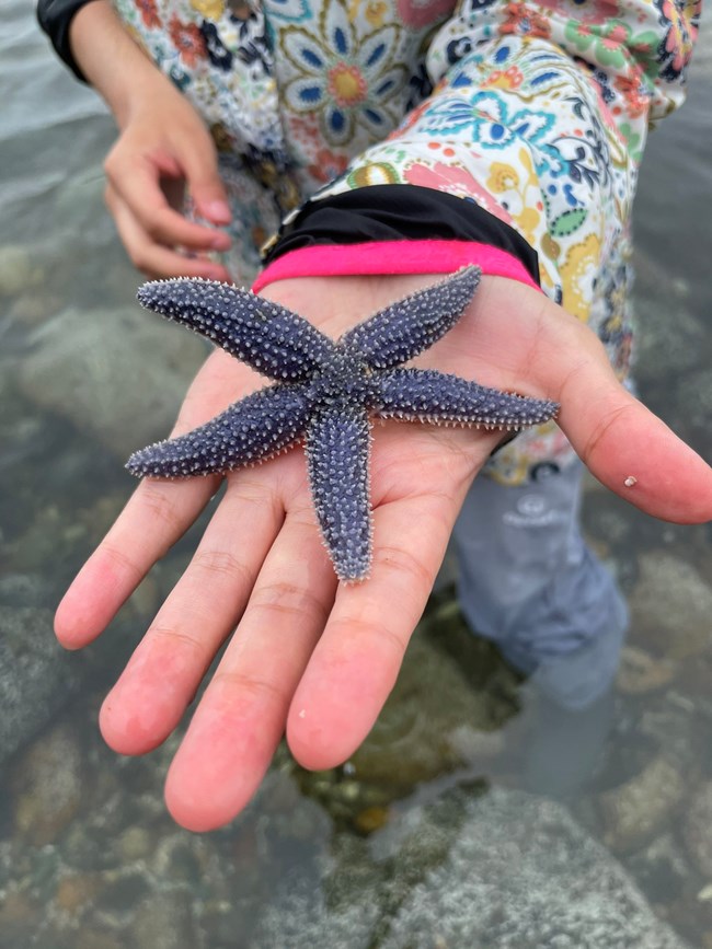 a blue sea star on a persons hand
