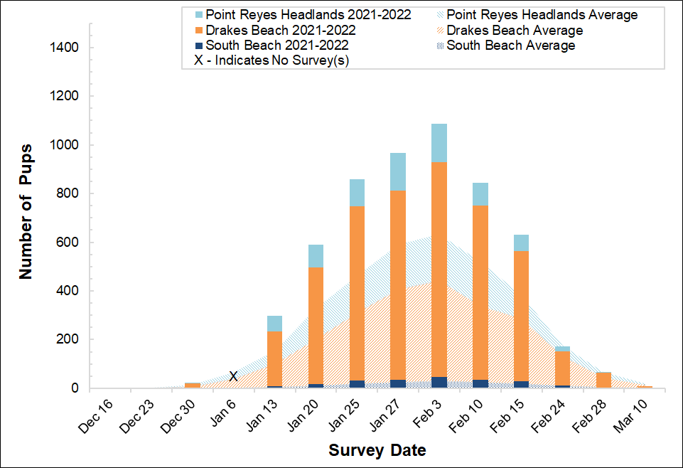 Elephant Seal Pup Counts, Winter 2021-2022 Stacked bar graph of the number of elephant seal pups counted at three colonies in Point Reyes in 2021-2022 by survey date, overlayed on a stacked area graph showing the average number of pups counted at the colonies between 2005 and 2017.