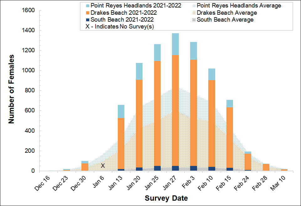 Female Elephant Seal Counts, Winter 2021-2022 Stacked bar graph of female elephant seal counts at three colonies in Point Reyes in 2021-2022 by survey date, overlayed on a stacked area graph showing the average number of females surveyed at the colonies between 2005 and 2017.