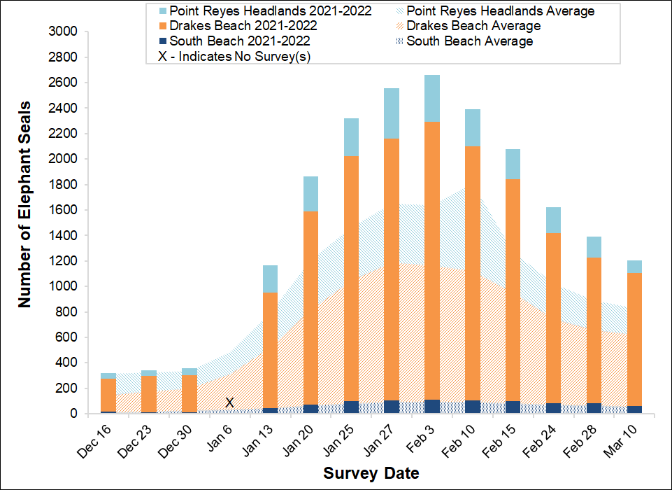 Total Elephant Seal Counts, Winter 2021-2022 Stacked bar graph of the total number of elephant seals surveyed at three locations in Point Reyes National Seashore by survey date, overlayed on a stacked area graph showing the average number of seals surveyed at the same sites between 2005 and 2017.