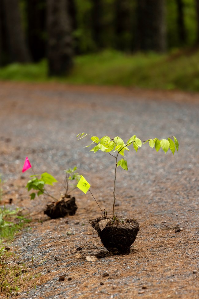 Plant restoration small seedling in dirt round sits along side of a trail
