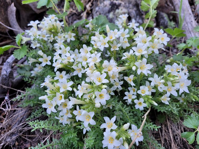 Jacob's Ladder (Polemonium brandegeei) Small white flowers with green foliage
