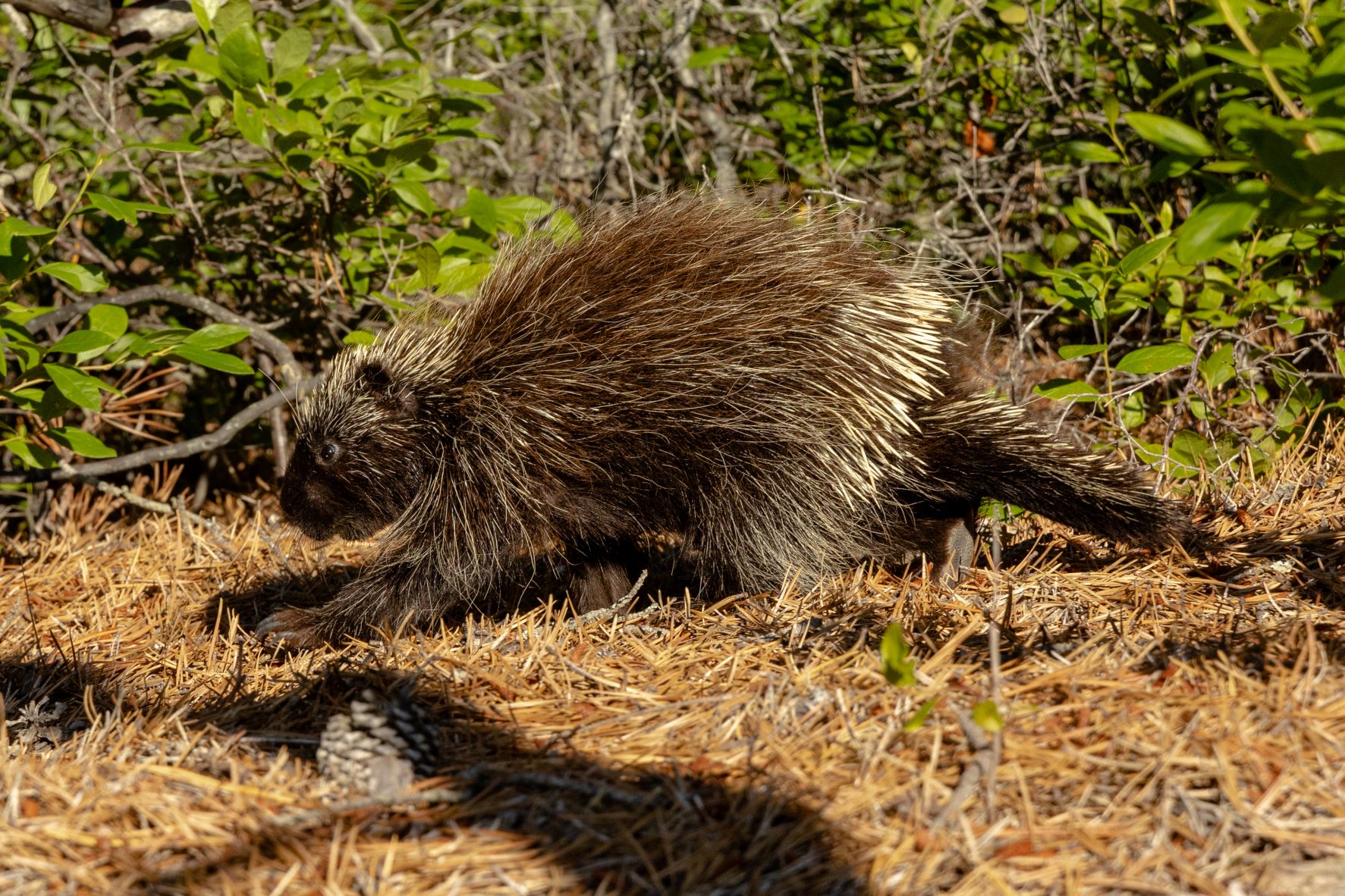 Acadia Porcupines (. National Park Service)