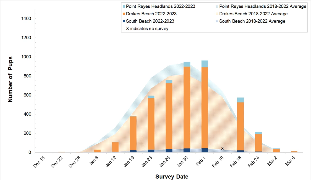Elephant Seal Pup Counts, Winter 2022-2023 Stacked bar graph of the number of elephant seal pups counted at three colonies in Point Reyes in 2022-2023 by survey date, overlayed on a stacked area graph showing the average number of pups counted at the colonies between 2018 and 2022.
