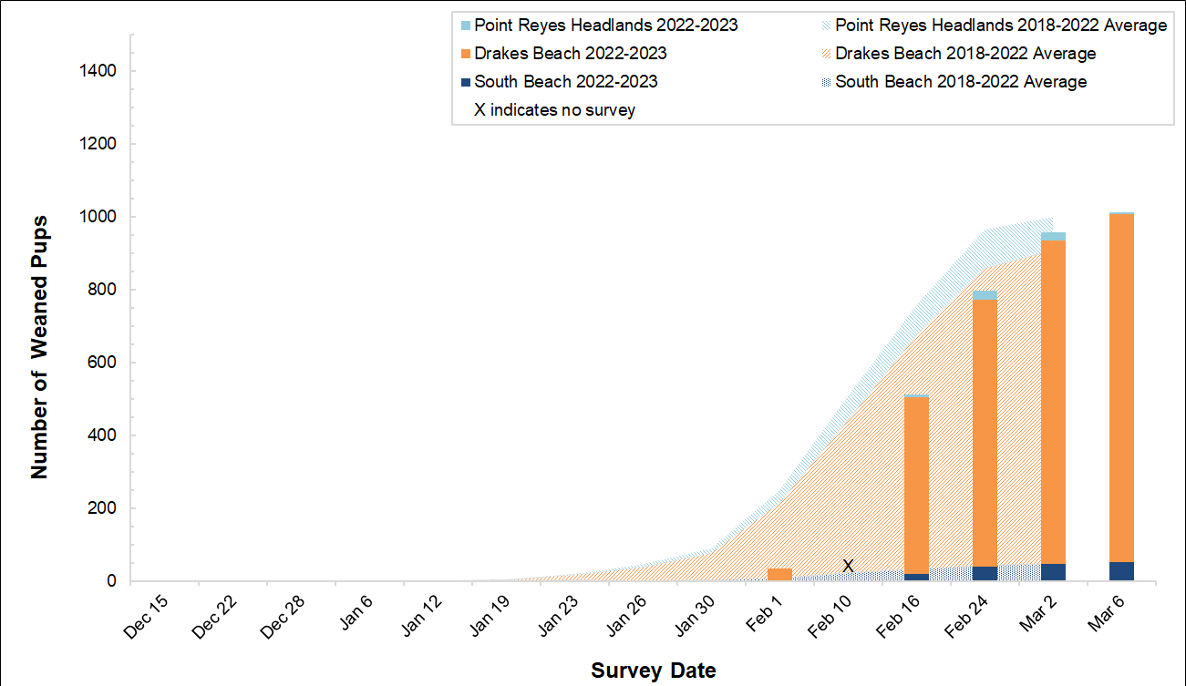 Elephant Seal Weaned Pup Counts, Winter 2022-2023 Number of elephant seal weaned pups counted at the three breeding colonies in Point Reyes this winter compared to the average number of weaned pups surveyed at those colonies between 2018 and 2022.