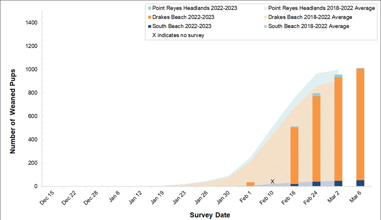 Elephant Seal Weaned Pup Counts, Winter 2022-2023 Number of elephant seal weaned pups counted at the three breeding colonies in Point Reyes this winter compared to the average number of weaned pups surveyed at those colonies between 2018 and 2022.