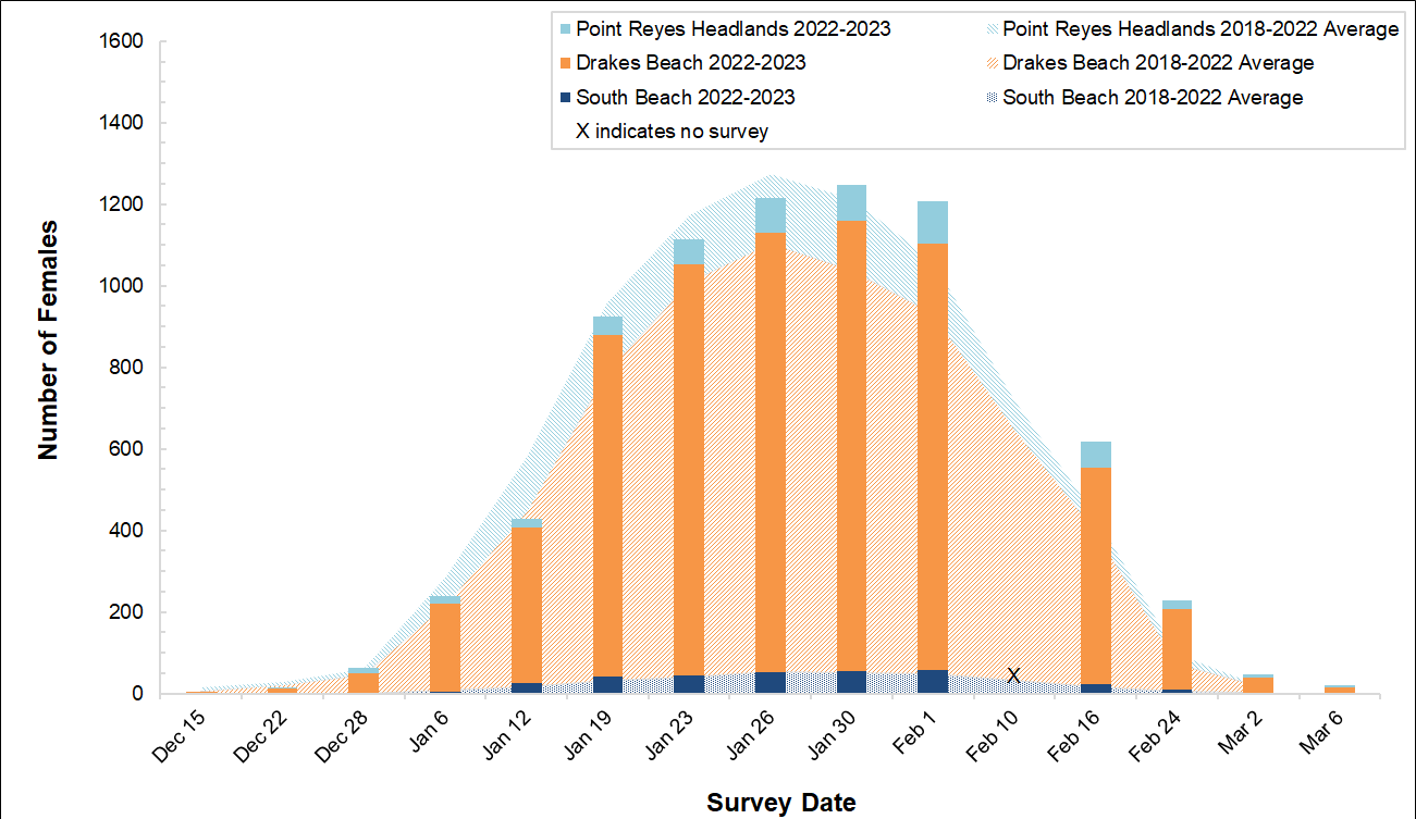Female Elephant Seal Counts, Winter 2022-2023 Stacked bar graph of female elephant seal counts at three colonies in Point Reyes in 2022-2023 by survey date, overlayed on a stacked area graph showing the average number of females surveyed at the colonies between 2018 and 2022.