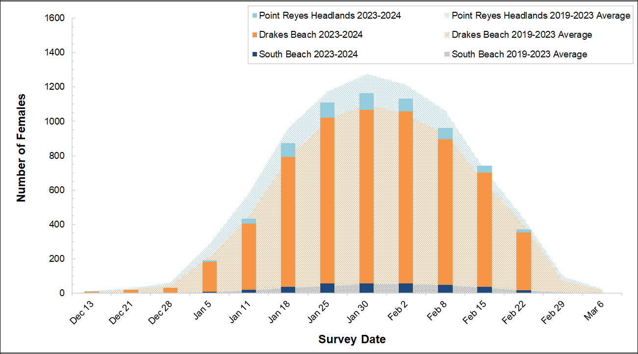 Female Elephant Seal Counts, Winter 2023-2024 Graph of female elephant seal counts at 3 colonies in Point Reyes in 2023-2024 by survey date. Bars for the present season are overlayed on an area graph showing the average of the past 5 seasons. The bars so far are a bit shy of the area graph curve.