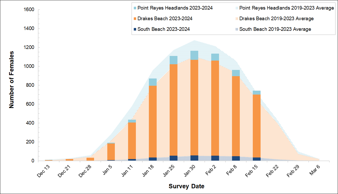 Female Elephant Seal Counts, Winter 2023-2024 Graph of female elephant seal counts at 3 colonies in Point Reyes in 2023-2024 by survey date. Bars for the present season are overlayed on an area graph showing the average of the past 5 seasons. The bars so far are a bit shy of the area graph curve.