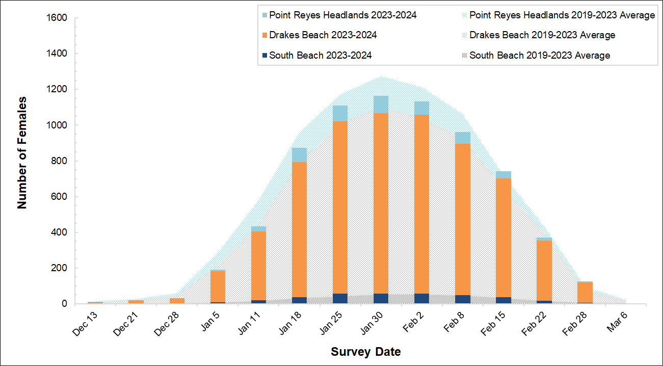 Female Elephant Seal Counts - Winter 2023-2024 Graph of female elephant seal counts at 3 colonies in Point Reyes in 2023-2024 by survey date. Bars for the present season are overlayed on an area graph showing the average of the past 5 seasons. The bars so far are a bit shy of the area graph curve.