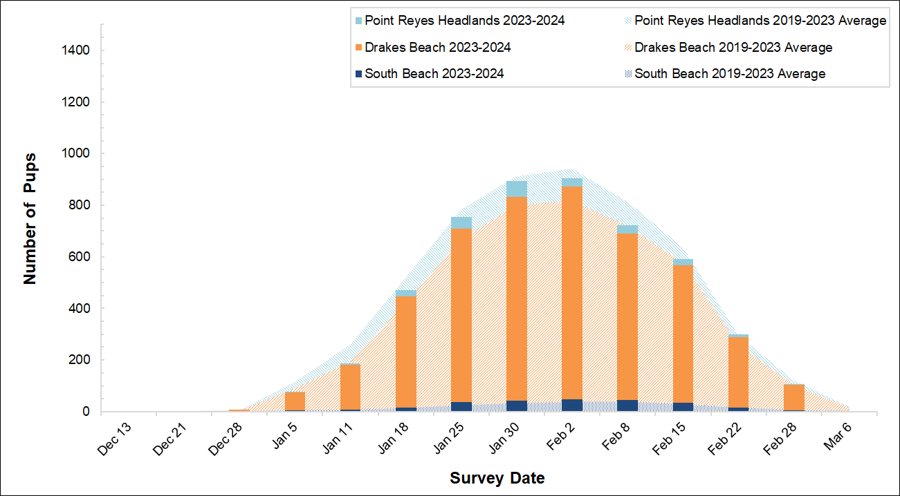 Graph of elephant seal pups counted at 3 colonies in Point Reyes in 2023-2024 by survey date. Bars for the present season are overlayed on an area graph of the 5-year average of pups counted. So far, the bars reach just shy of the area graph curve.