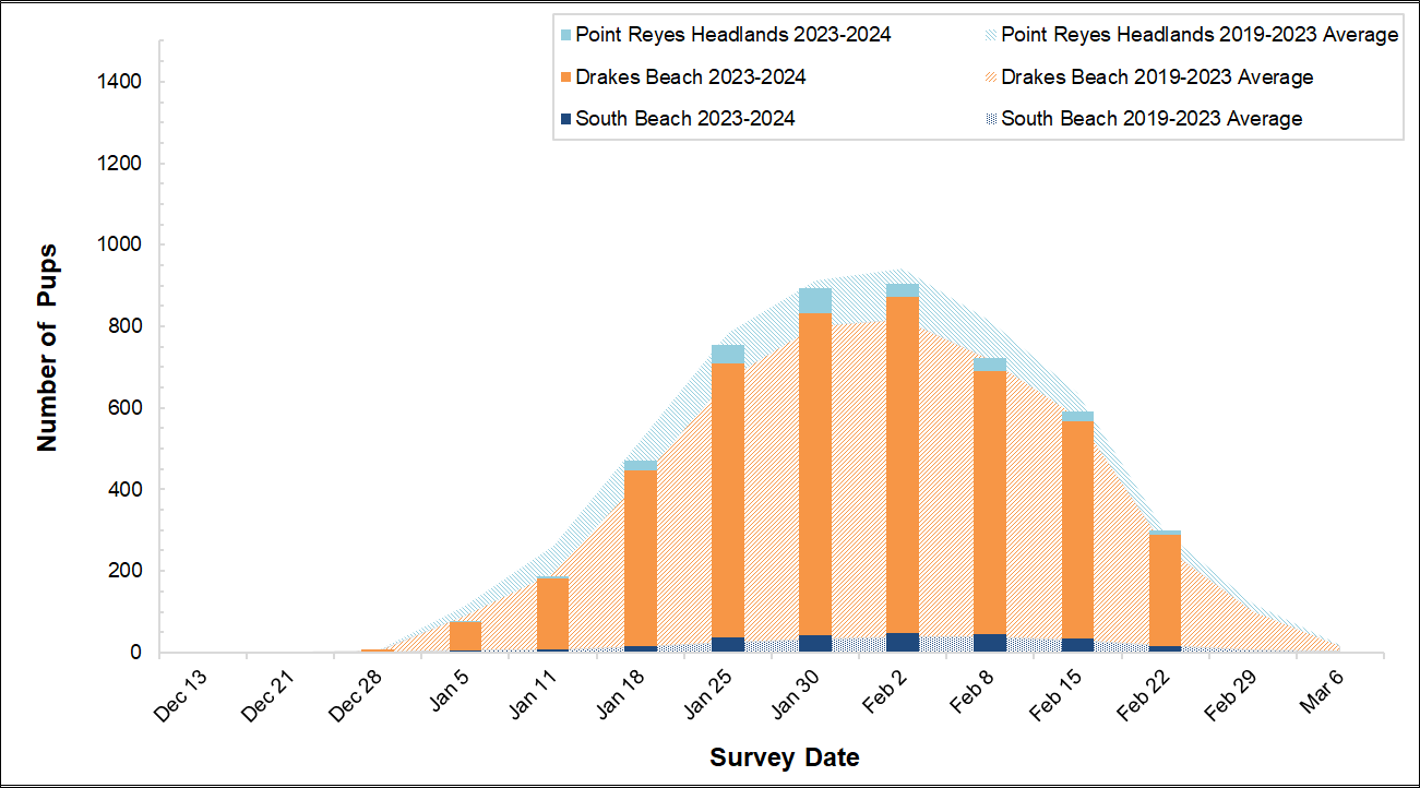 Elephant Seal Pup Counts, Winter 2023-2024 Graph of elephant seal pups counted at 3 colonies in Point Reyes in 2023-2024 by survey date. Bars for the present season are overlayed on an area graph of the 5-year average of pups counted. So far, the bars reach just shy of the area graph curve.
