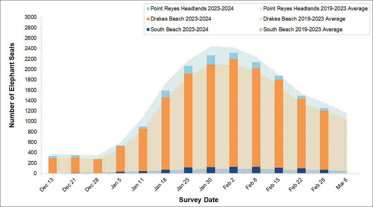 Total Elephant Seal Counts, Winter 2023-2024 Graph of the total number of elephant seals surveyed at three locations in Point Reyes by survey date. Bars representing current season surveys fall slightly short of the background area graph representing the average seals surveyed over the last 5 years.