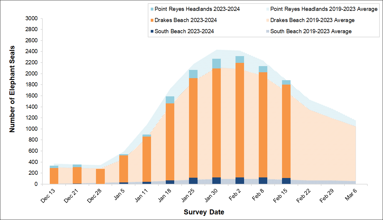Total Elephant Seal Counts, Winter 2023-2024 Graph of the total number of elephant seals surveyed at three locations in Point Reyes by survey date. Bars representing current season surveys fall slightly short of the background area graph representing the average seals surveyed over the last 5 years.