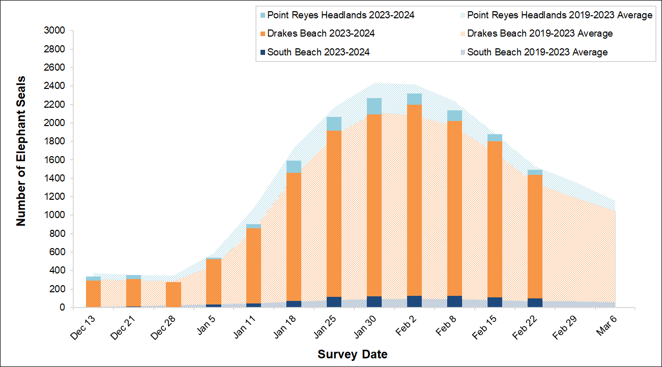 Total Elephant Seal Counts, Winter 2023-2024 Graph of the total number of elephant seals surveyed at three locations in Point Reyes by survey date. Bars representing current season surveys fall slightly short of the background area graph representing the average seals surveyed over the last 5 years.