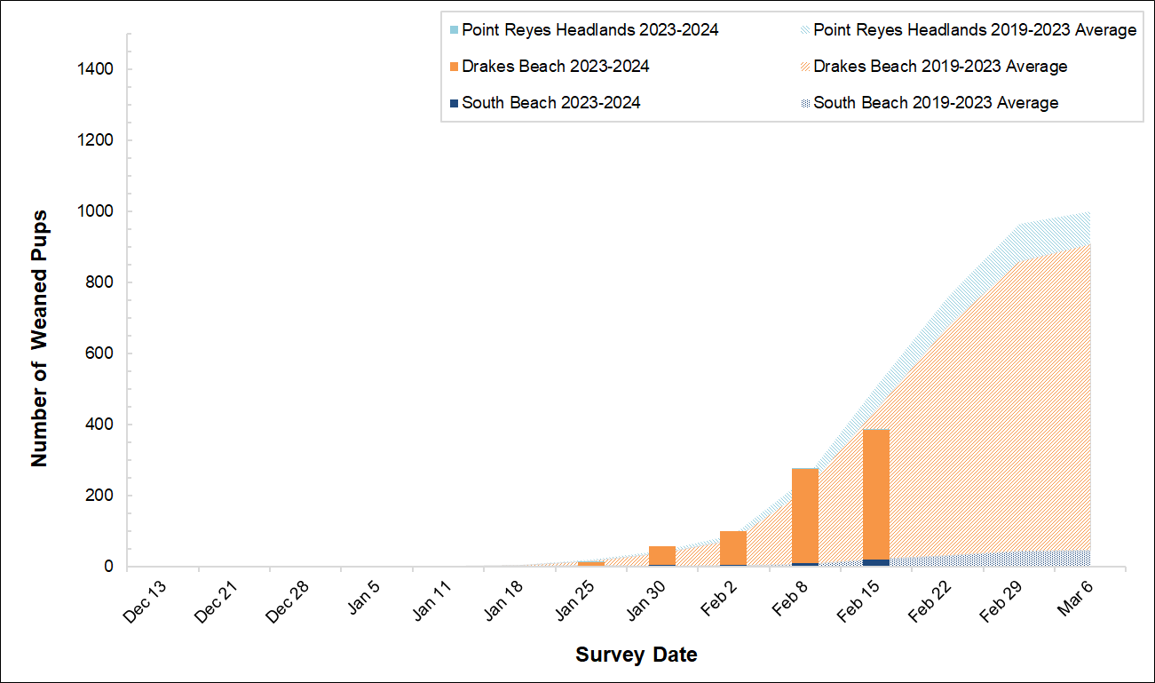 Elephant Seal Weaned Pup Counts, Winter 2023-2024 Graph of weaned pups counted at 3 colonies in Point Reyes in 2023-2024 by survey date. Bars for the present season are overlayed on an area graph of the 5-year average of weaned pups counted. So far, there's just one bar that barely registers.