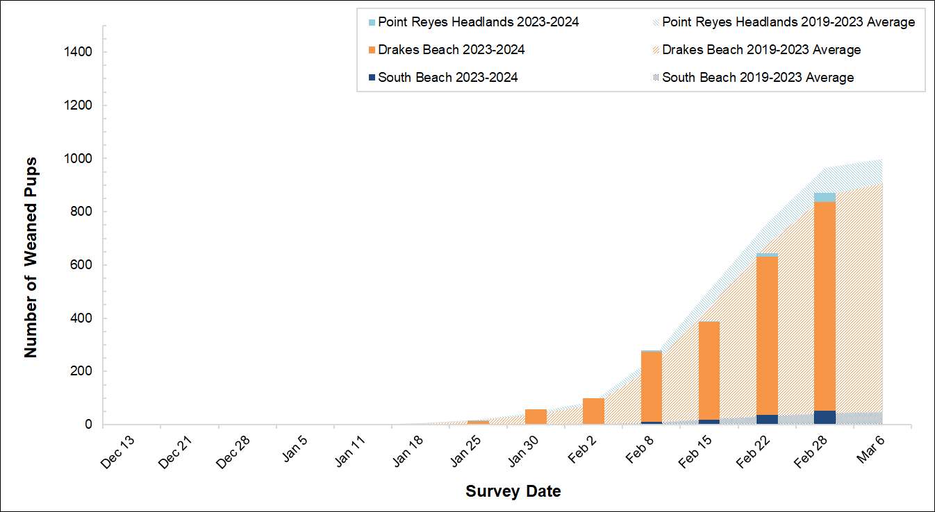 Graph of weaned pups counted at 3 colonies in Point Reyes in 2023-2024 by survey date. Bars for the present season are overlayed on an area graph of the 5-year average of weaned pups counted. So far, there's just one bar that barely registers.