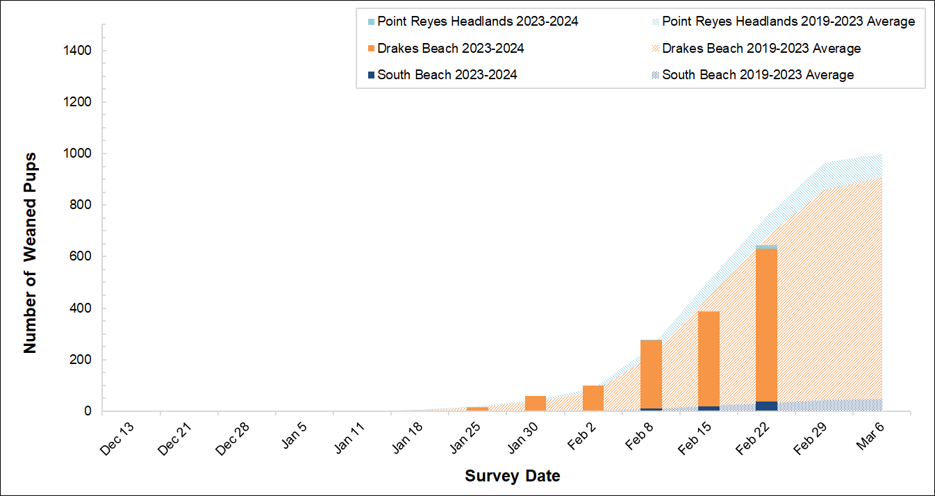 Elephant Seal Weaned Pup Counts, Winter 2023-2024 Graph of weaned pups counted at 3 colonies in Point Reyes in 2023-2024 by survey date. Bars for the present season are overlayed on an area graph of the 5-year average of weaned pups counted.