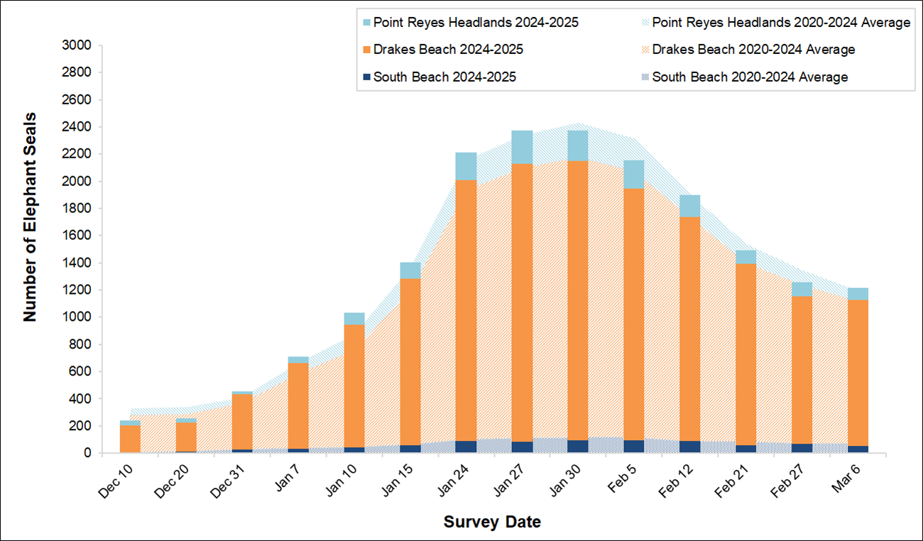 Total Elephant Seals, Winter 2024-2025 Graph of the total # of elephant seals surveyed at 3 sites in Point Reyes by survey date. Bars for current season surveys start below the curve, rise above it for a few weeks, and peak a bit below average on Jan 27.